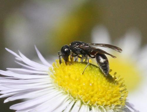 Réf. 208 059 : Microdynerus timidus